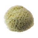 Extra-Large Natural Sponge 6.5-7"